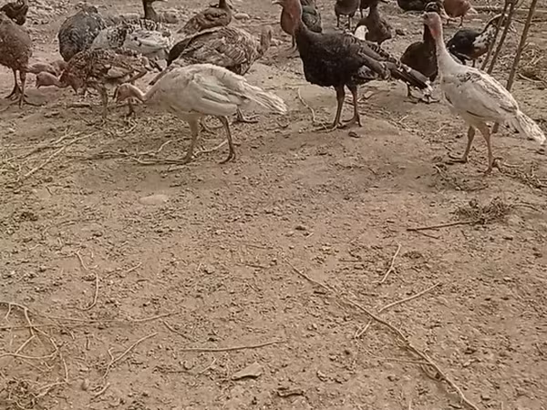 Бронзовая — Кыргызстан