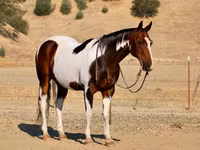 Horse (M), National Show Horse — photo 6