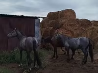 Aygʻir, Horse breed — 4-rasm