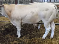 Бұқа, Blonde d’Aquitane cattle — 3-сурет