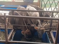 Сиыр, Simmental cattle — 1-сурет