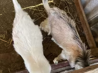 Эчки, Козулар — сүрөт 2