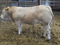 Бұқа, Blonde d’Aquitane cattle — 1-сурет
