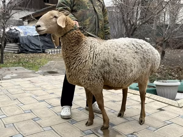Арашан