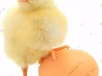 Chickens — फ़ोटो 5