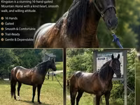 Hengst, French Trotter — Foto 1