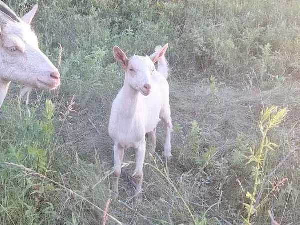 Cabra, Cabras