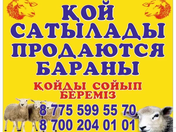 Кочкор, Койлор
