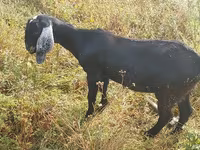 عنزة, Nubian Goat — الصورة 1