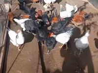 Chickens — Foto 5
