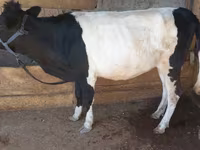 Уй, Сиырлар — сүрөт 1