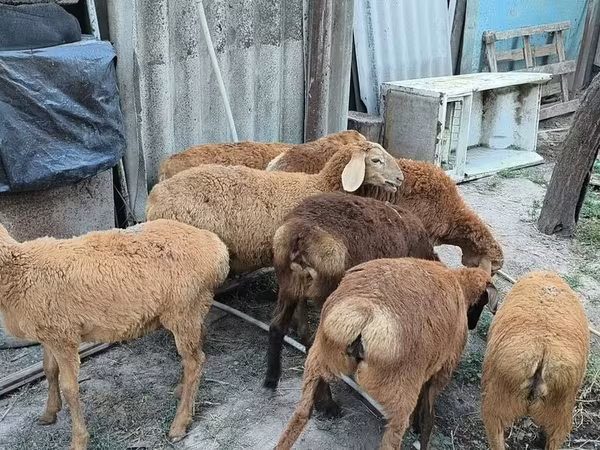 羊