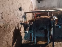Уй, Швиц породу — сүрөт 5