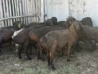 كبش, Hissar sheep — الصورة 3