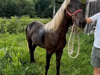 Stute, Rocky Mountain Horse — Foto 5