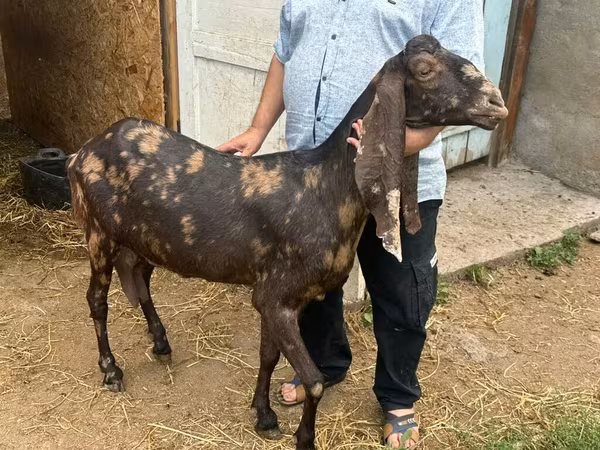 Kamori goats