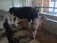 गाय, Russian Black pied cattle — फ़ोटो 1