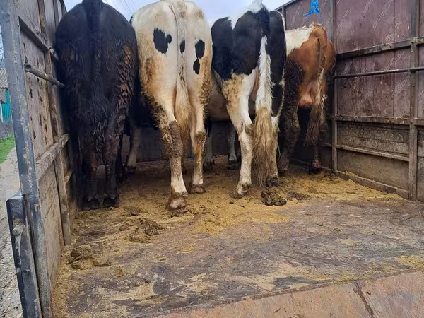 公牛, Cattle