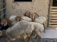 Кой, Арашан — сүрөт 4