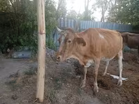 गाय, मवेशी — फ़ोटो 6