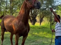 Yegua, Skyros Pony — foto 2