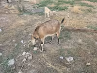Goat, Nubian Goat — photo 4