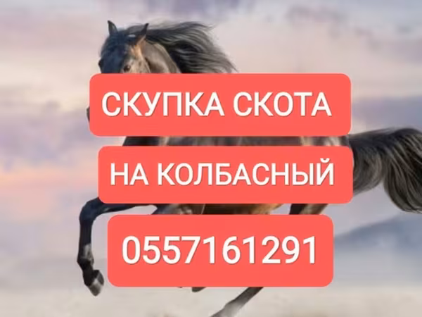اسب
