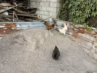 Chickens — 1-rasm