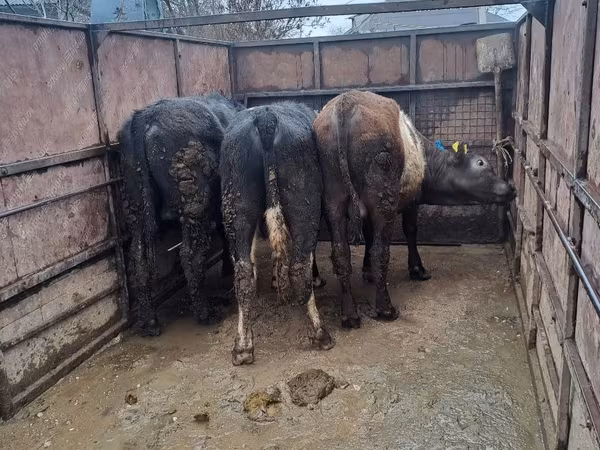 公牛, Cattle
