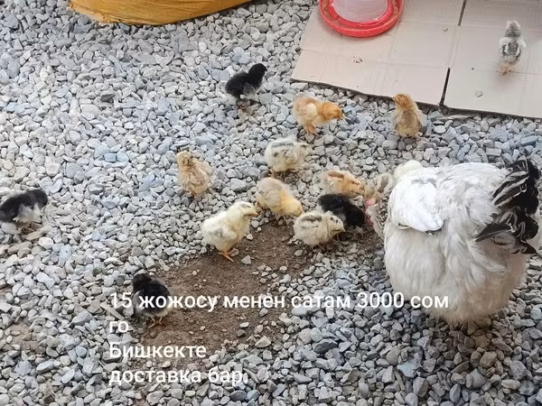 Chickens — Kirguistán