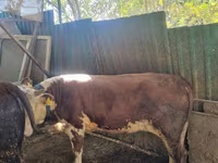 ثور, Simmental cattle — الصورة 1