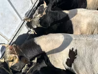 Bulle, Holstein-Rasse — Foto 1