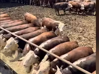 Toro, Ganado vacuno — foto 1