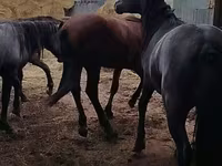 Aygʻir, Horse breed — 6-rasm