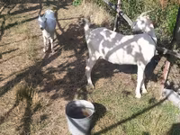 Ziege, LaMancha goats — Foto 1