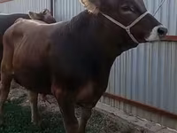 सांड, Swiss cattle — फ़ोटो 1