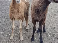 تيس, الماعز — الصورة 1