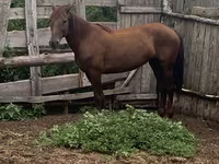 Yegua, Caballos — foto 1