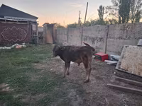 Toro, Raza Alatau — foto 6