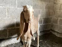 Goat, Nubian Goat — photo 3