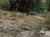 Vaca, Ganado vacuno — foto 1