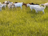 母山羊, Goats — 照片 2