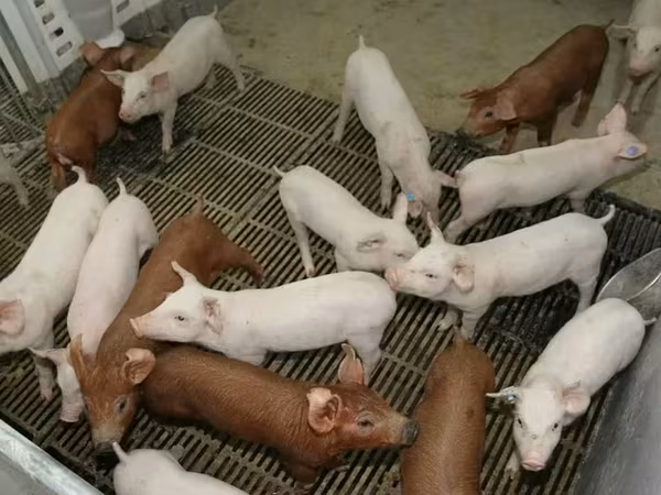 Toro, Ganado vacuno