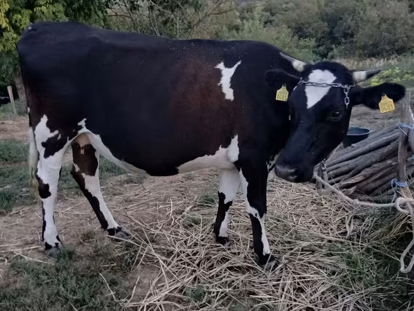 Kuh, Holstein-Rasse