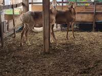 Oveja, Arashan sheep — foto 7