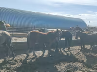 Hengst, Horse breed — Foto 3