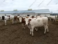 Buqa, Yaroslavl cattle — 7-rasm