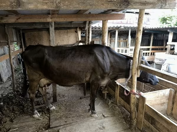 Bovine