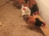 Chickens — Foto 6
