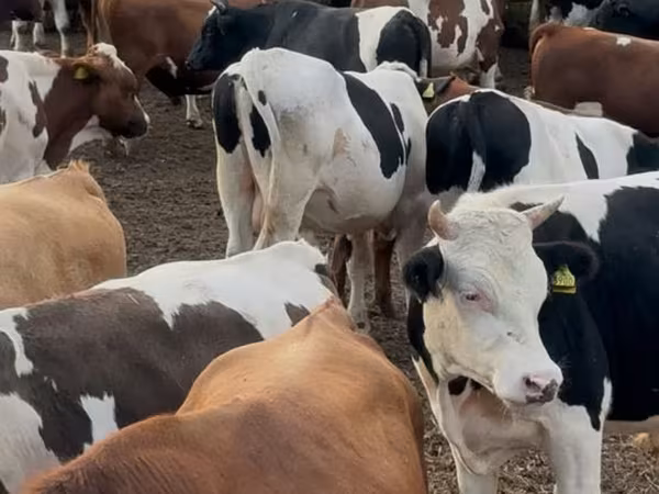 Toro, Ganado vacuno